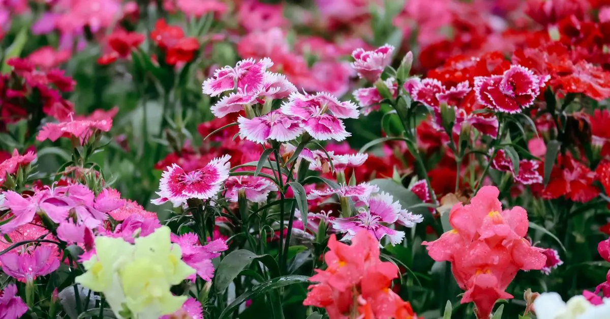 Comment Créer un Jardin Biodiversifié : Guide Complet
