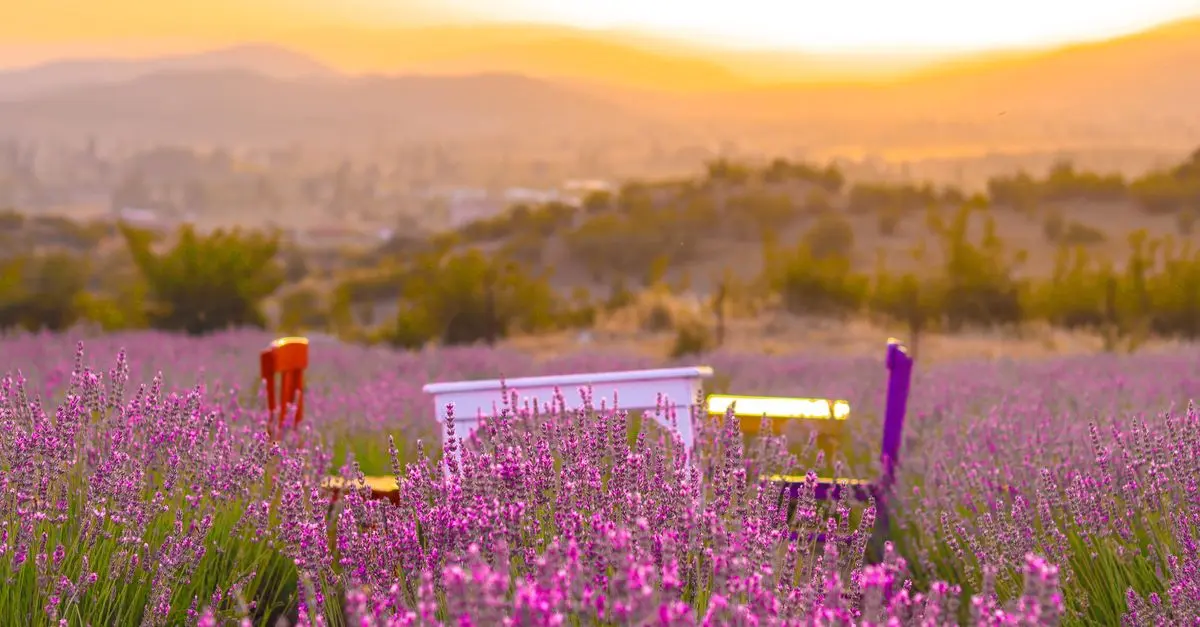 Quelles Plantes pour un Jardin méditerranéen