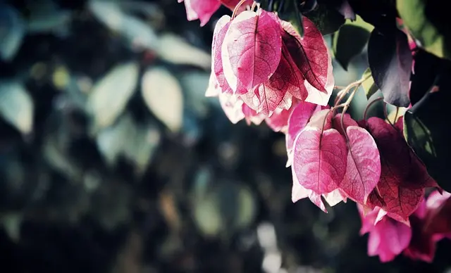 10 Astuces Incontournables pour Élever des Plantes Saines