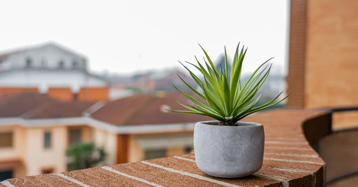 Comment Créer un Mini-Jardin Vertical pour Petits Espaces