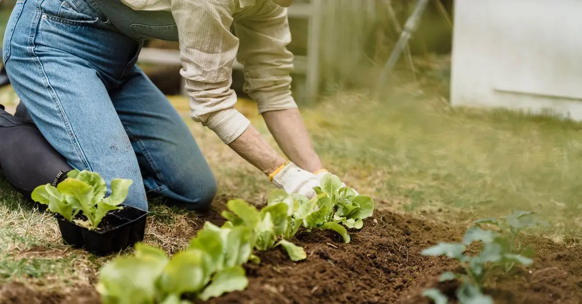 10 Astuces Incontournables pour Réussir vos Semis