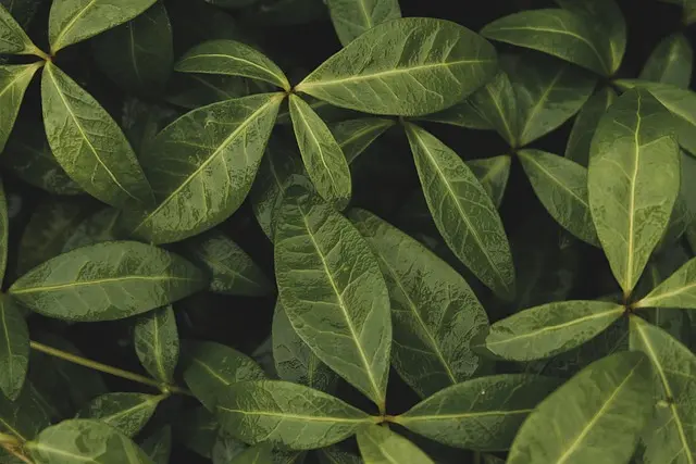 Comment Créer un Jardin Potager Écologique : Guide Pratique