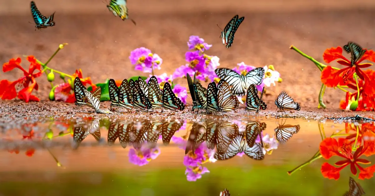 Comment Aménager un Jardin Parfait pour Attirer les Papillons