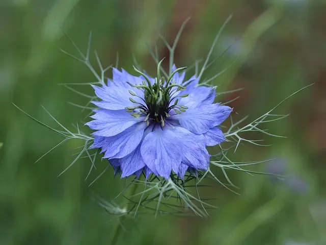 Comment Choisir les Plantes Idéales pour un Jardin Durable
