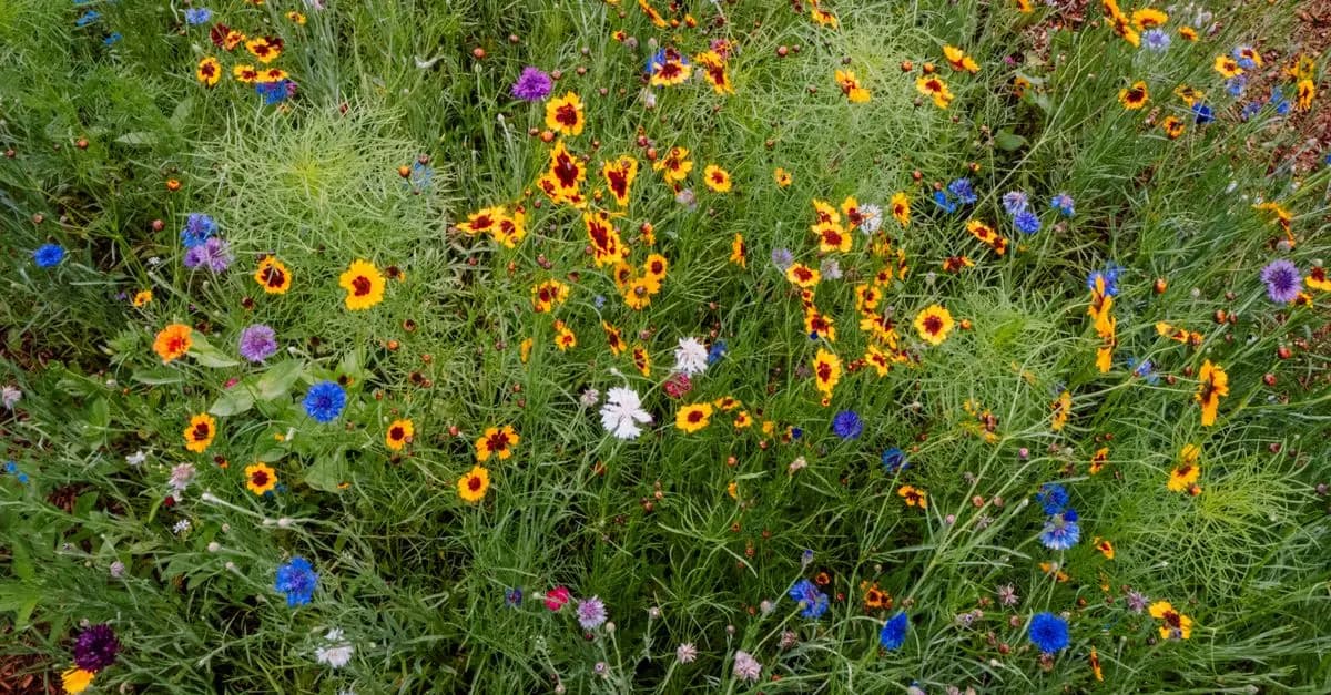 10 Conseils Incontournables pour un Jardin Écologique Réussi
