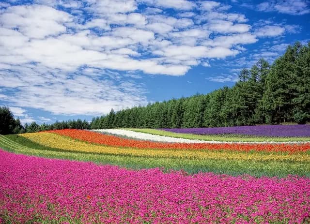 Comment Aménager Votre Jardin pour Maximiser le Bonheur des Plantes