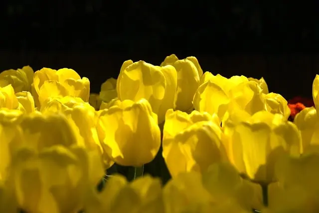 10 Astuces Essentielles pour Bien Entretenir Votre Jardin