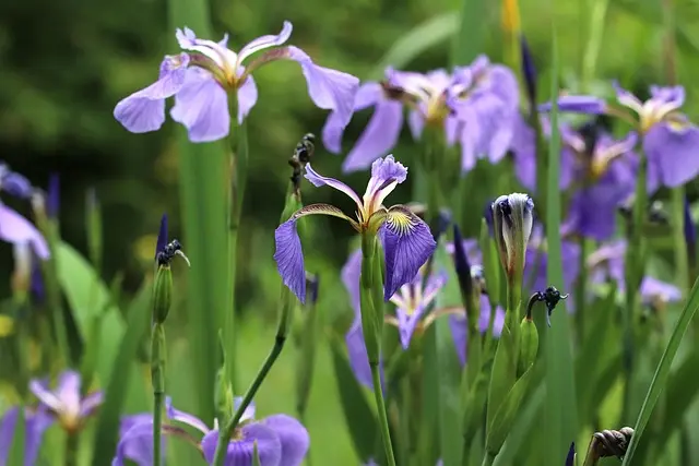 Comment Réussir l'Aménagement de Votre Jardin Écologique
