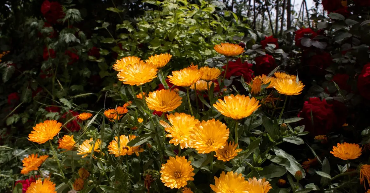 5 Astuces pour Améliorer la Santé de Vos Plantes