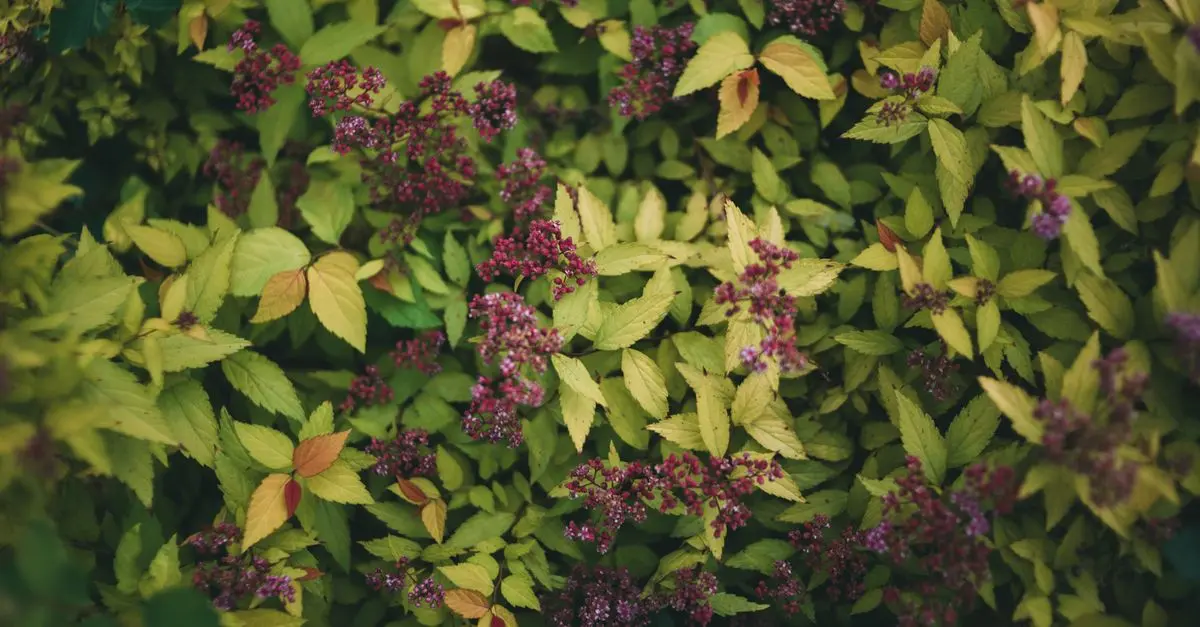 10 Astuces Pour Entretenir Vos Plantes en Toutes Saisons