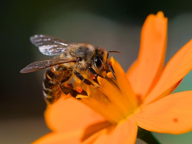 Comment Favoriser l'Attraction des Pollinisateurs dans Votre Jardin