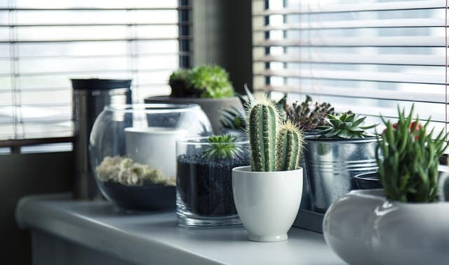 Comment Créer un Jardin de Plantes Succulentes