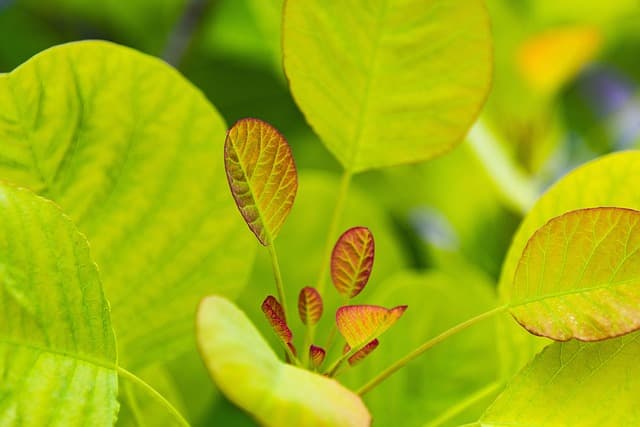 5 Conseils Indispensables pour Réussir la Culture de Vos Plantes