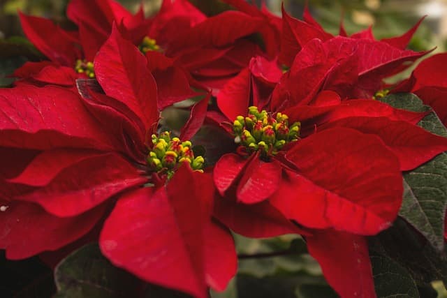 Comment Établir un Calendrier de Jardinage Efficace