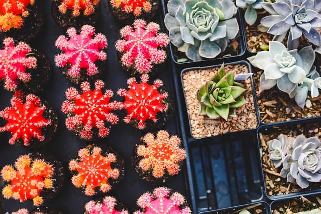 10 Erreurs Courantes à Éviter en Jardinage