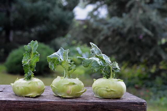 5 Plantes Résistantes à Choisir pour un Jardin Facile