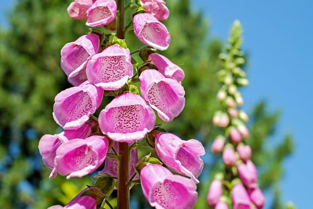 Comment Maximiser l'Espace de Votre Jardin : 10 Astuces Pratiques