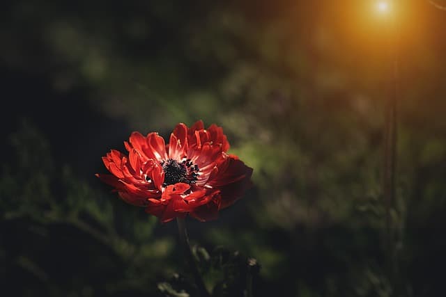 10 erreurs à éviter pour un jardinage éco-responsable
