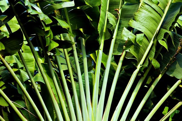 Comment Créer un Jardin Potager Écologique : Guide Pratique