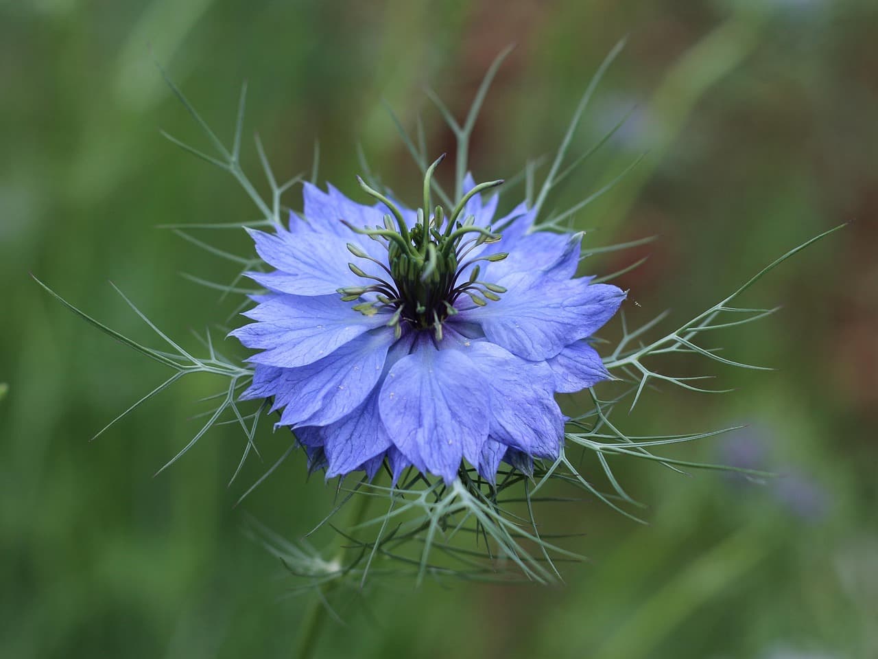 Comment Prendre Soin de votre Jardin en Été : Astuces Essentielles