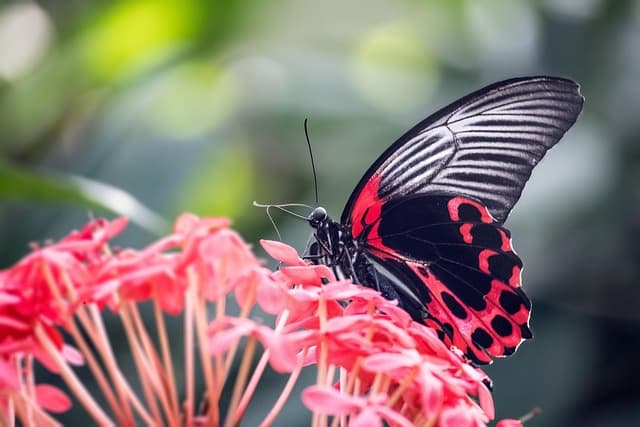 Comment Protéger Votre Jardin des Insectes Nuisibles