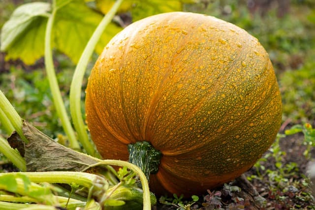 5 Astuces Essentielles pour Réussir Votre Jardin Potager