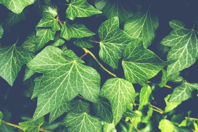 Comment Bien Choisir les Plantes pour un Jardin Écologique