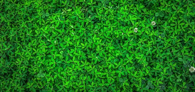 5 Techniques de Jardinage Écologique à Adopter