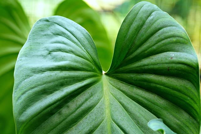 10 Astuces Efficaces pour Économiser de l'Eau au Jardin