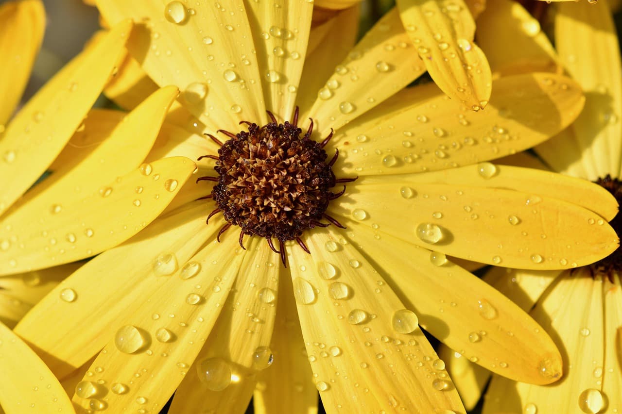 5 Astuces Essentielles pour Un Jardinage Réussi Tout Au Long de l'Année