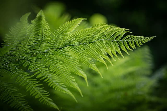10 Astuces Essentielles pour un Jardinage Écologique Réussi