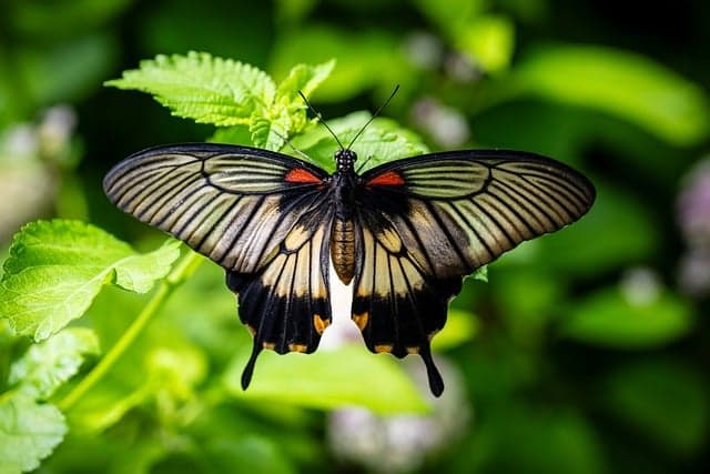 10 Plantes Réputées pour Attirer les Pollinisateurs