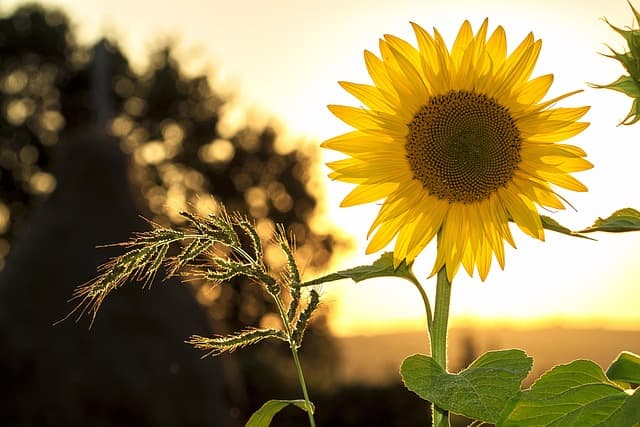 Comment Éviter les Erreurs Courantes en Jardinage