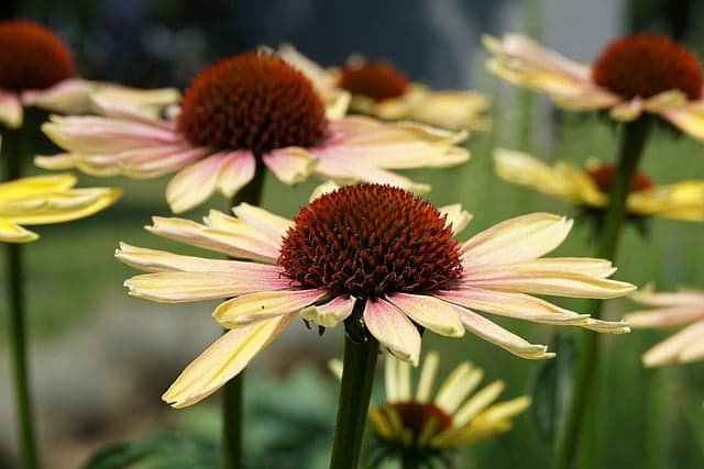 10 Plantes Parfaites pour un Jardin d'Été Éblouissant