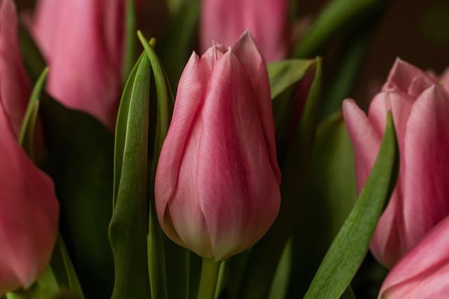 Les Meilleures Astuces de Jardinage pour un Équilibre Parfait