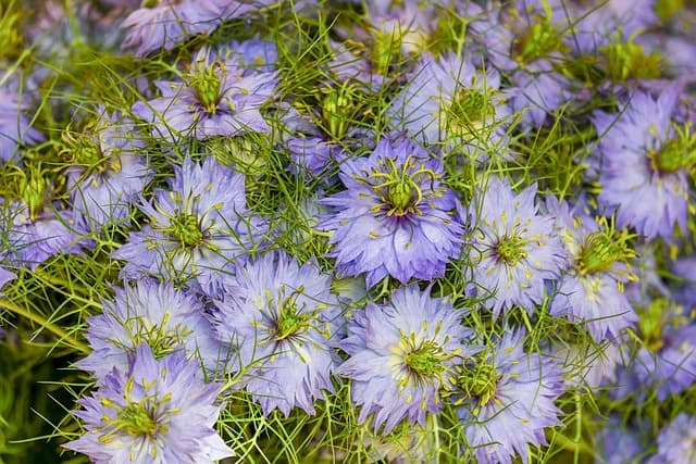 Comment Créer un Jardin Sur le Toit : Guide Pratique