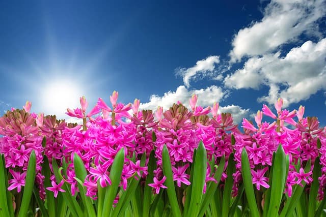 5 Astuces Incontournables pour Préparer Votre Jardin pour le Printemps