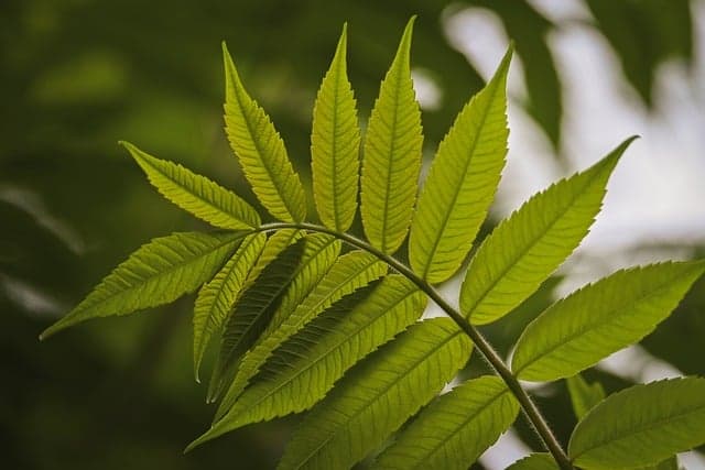 10 Astuces Incontournables pour Économiser de l'Eau au Jardin