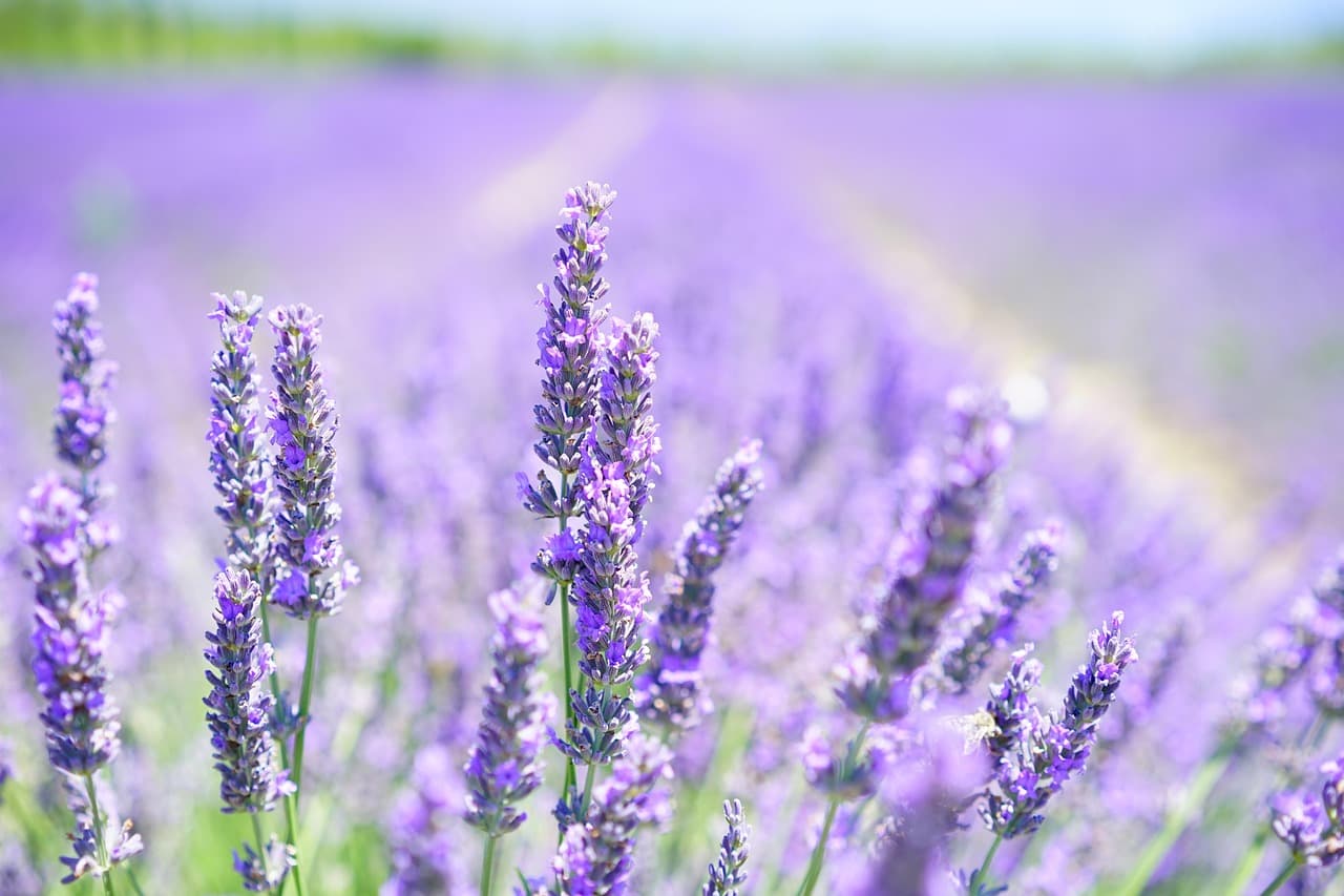 5 Plantes Parfaites pour Éblouir Votre Jardin en Été