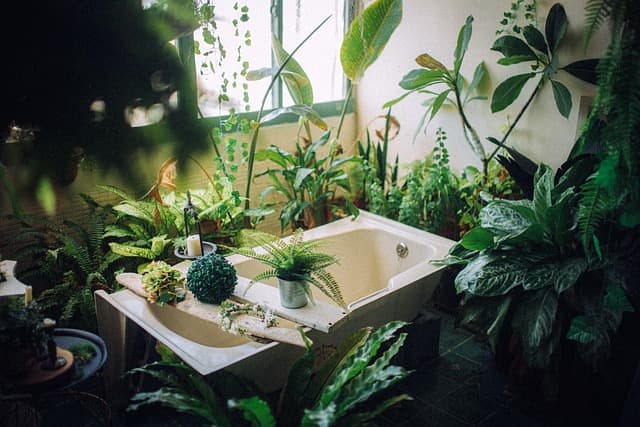 10 Astuces pour Entretenir vos Plantes en Intérieur