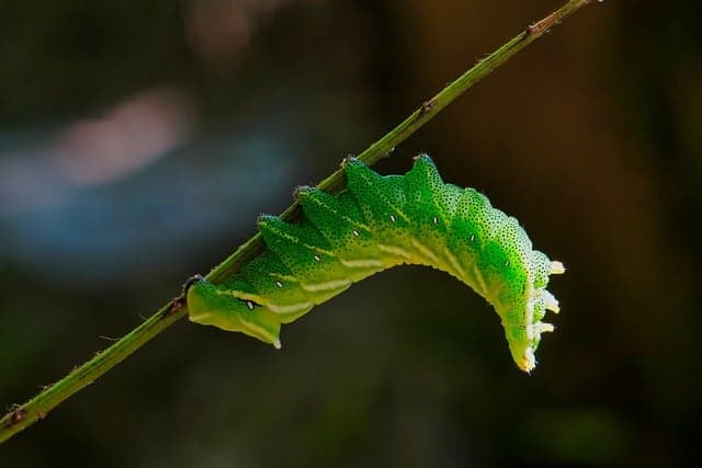 Comment Créer un Jardin Potager Écologique en 5 Étapes