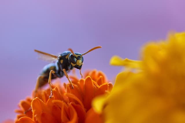 Les Plantes Indispensables pour un Jardin Résilient