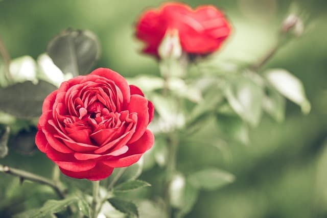 Comment Préparer Votre Jardin pour le Printemps : 8 Étapes Clés