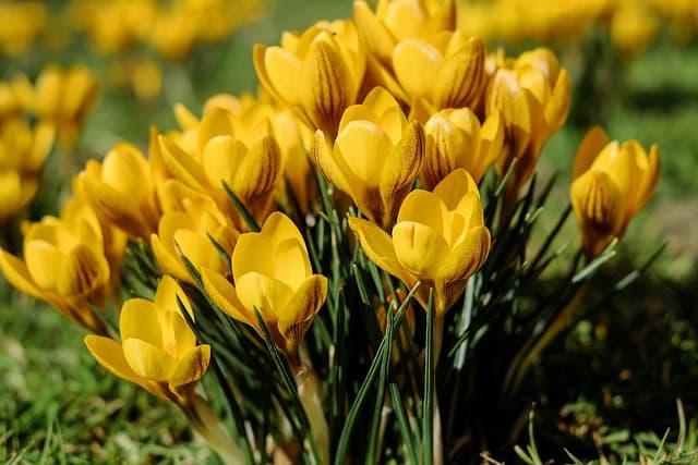 Les Meilleures Astuces pour Réussir la Culture de Plantes Vivaces