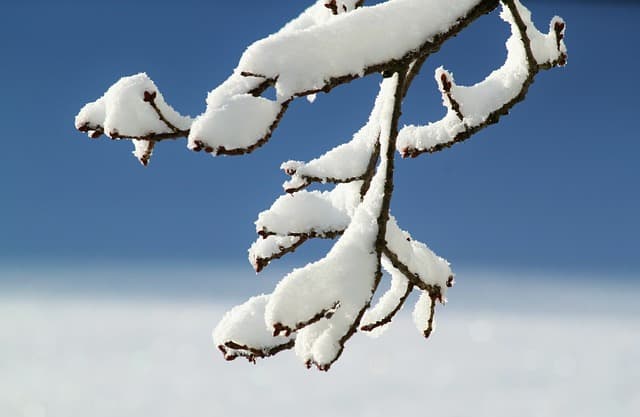 Comment Entretenir Votre Jardin en Hiver : 10 Conseils Pratiques