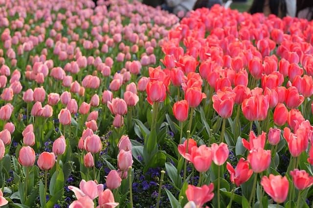5 Astuces pour Entretenir Votre Jardin au Printemps