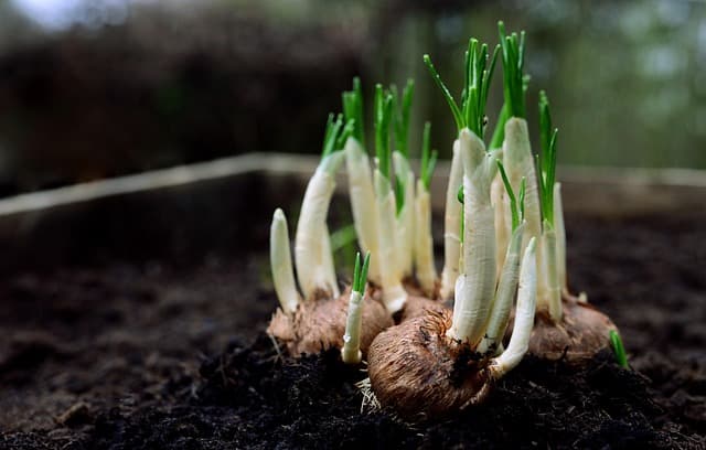 Comment Réussir la Plantation de Bulbes au Printemps