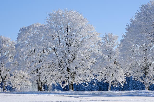 Comment Bien Entretenir Votre Jardin en Hiver : 7 Conseils Indispensables