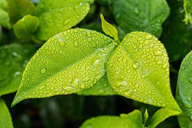 5 Techniques de Jardinage Écologique à Essayer