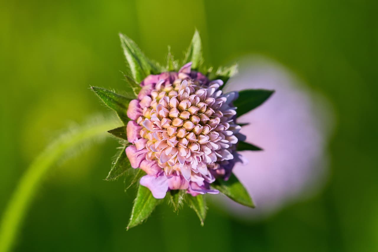 Les Plantes Idéales pour Jardins d'Hiver : Guide Essentiel